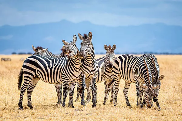 Tanzania Sharing Safaris