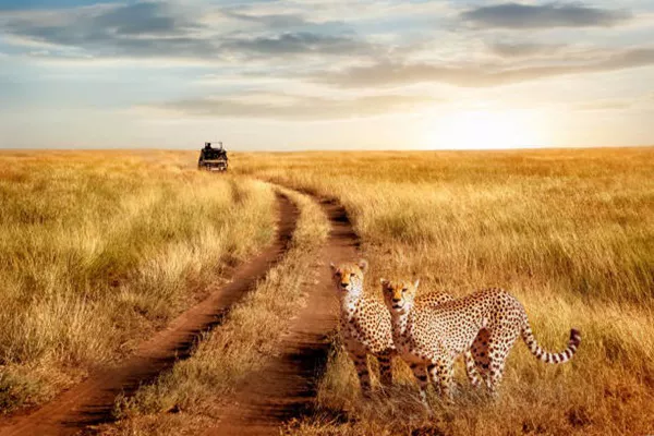 4-Day Tanzania Safari Tour Package
