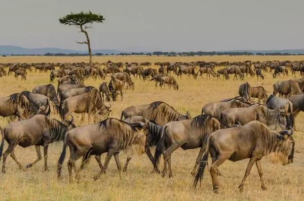 7-Day Serengeti Migration Safari Package