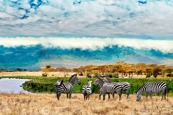 2-Day Tanzania Private Safari Tour Package