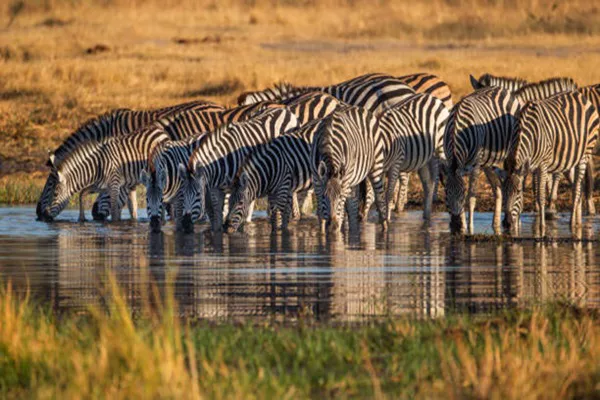 4-Day Tanzania Group Joining Safari Package