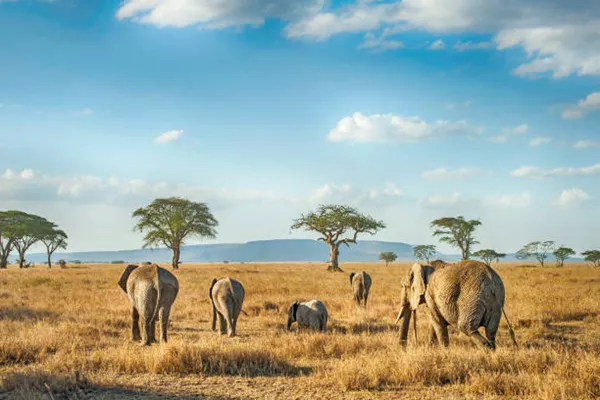 5-Day Tanzania Group Joining Safari Package
