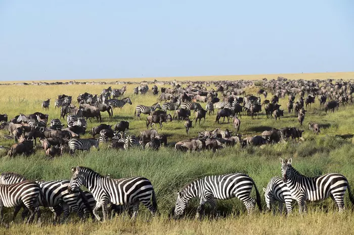 Serengeti wildebeest migration safaris