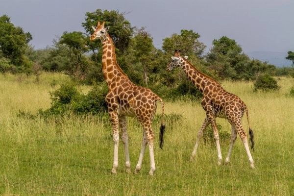 Tanzania safari tour packages